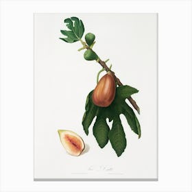 Fig (Ficus Carica Sativa) From Pomona Italiana (1817 - 1839), Giorgio Gallesio 4 Canvas Print