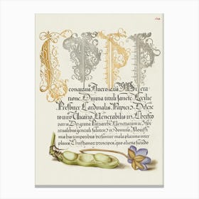 Broad Bean And Liverleaf From Mira Calligraphiae Monumenta, Joris Hoefnagel Canvas Print