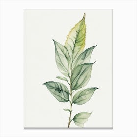 Pineapple Sage Leaf Minimalist Watercolour Canvas Print
