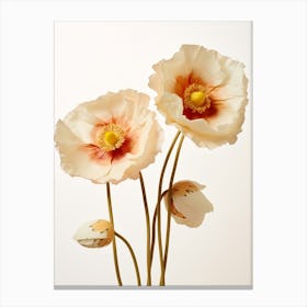 Pressed Wildflower Botanical Art Poppies 2 Canvas Print