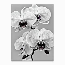 Orchids B&W Pencil 2 Flower Canvas Print