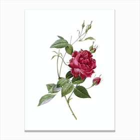 Vintage Blood Red Bengal Rose Botanical Illustration on Pure White n.0066 Canvas Print