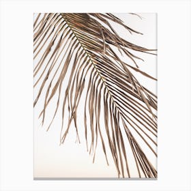 Palm Leaf Sunset Canvas Print