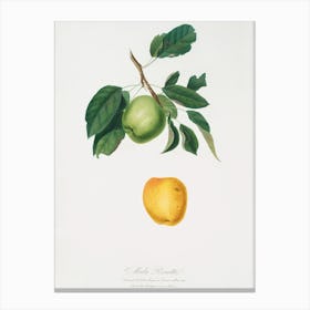Apple (Malus Pumila) From Pomona Italiana (1817 - 1839), Giorgio Gallesio 1 Canvas Print