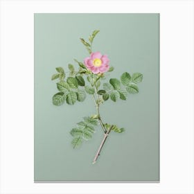 Vintage Pink Sweetbriar Rose Botanical Art on Mint Green n.0242 Canvas Print