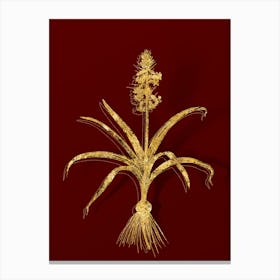 Vintage Scilla Patula Botanical in Gold on Red n.0124 Canvas Print