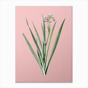 Vintage Stinking Iris Botanical on Soft Pink n.0931 Canvas Print