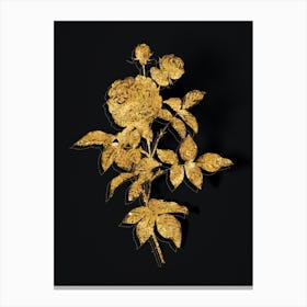 Vintage One Hundred Leaved Rose Botanical in Gold on Black n.0444 Canvas Print