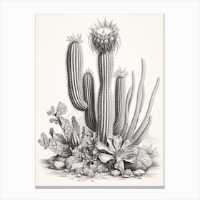 Vintage Cactus Illustration Zebra Cactus B&W Canvas Print