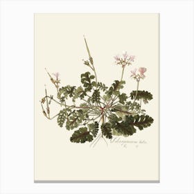 Geranium 10 Canvas Print