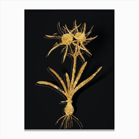Vintage Streambank Spiderlily Botanical in Gold on Black Canvas Print