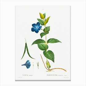 Greater Periwinkle, Pierre Joseph Redoute Canvas Print