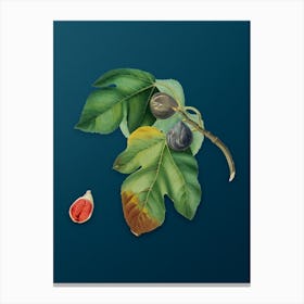 Vintage Fig Botanical Art on Teal Blue 1 Canvas Print