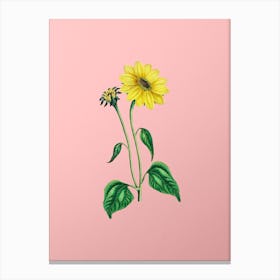 Vintage Trumpet Stalked Sunflower Botanical on Soft Pink Canvas Print
