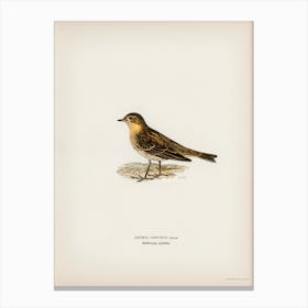 Red Throated Pipit, The Von Wright Brothers Canvas Print