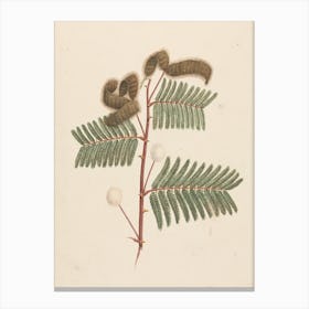 Mimosa Pigra (L.), Luigi Balugani Canvas Print