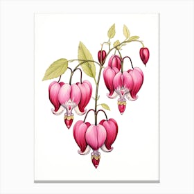 Bleeding Hearts Flower Vintage Botanical 1 Canvas Print