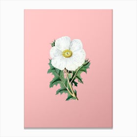 Vintage Mexican Poppy Flower Branch Botanical on Soft Pink n.0626 Canvas Print