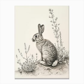 Thrianta Rabbit Drawing 1 Canvas Print