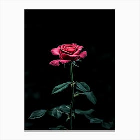 Dark Rose 116 Canvas Print