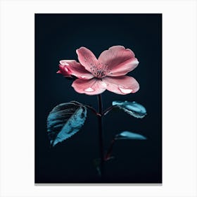 Pink Flower 11 Canvas Print