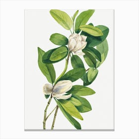 Vintage Botanical Mary Vaux Walcott _2732424 Canvas Print