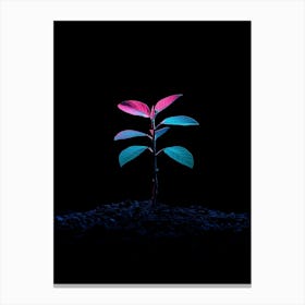 Plant Growing In The Dark 2 Canvas Print