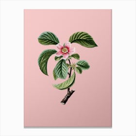 Vintage Chinese Quince Botanical on Soft Pink n.0074 Canvas Print