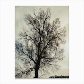 Silhouette Of Bare Tree 3 Canvas Print