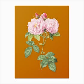 Vintage Italian Damask Rose Botanical on Sunset Orange n.0001 Canvas Print