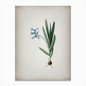 Vintage Gladiolus Plicatus Botanical on Parchment n.0315 Canvas Print