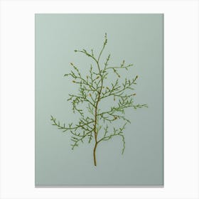Vintage Sictus Tree Botanical Art on Mint Green n.0014 Canvas Print