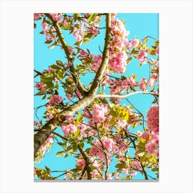 Cherry Trees In Bloom 04 Canvas Print