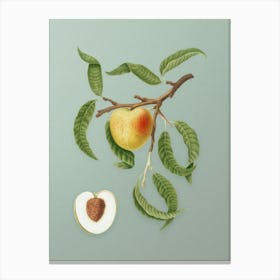 Vintage Peach Botanical Art on Mint Green n.0518 Canvas Print