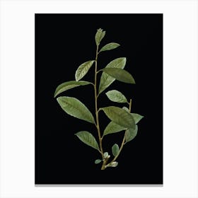 Vintage Grey Willow Botanical Illustration on Solid Black n.0492 Canvas Print