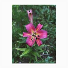 Pink Lily 2 Canvas Print