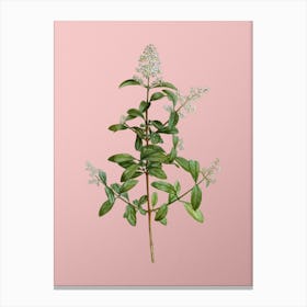 Vintage Wild Privet Botanical on Soft Pink Canvas Print