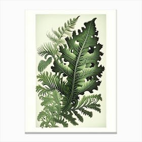 Ruffled Fern 1 Vintage Botanical Poster Canvas Print