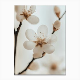 White Cherry Blossoms Canvas Print