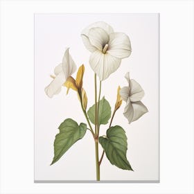 Pressed Wildflower Botanical Art Sessile Trillium Canvas Print