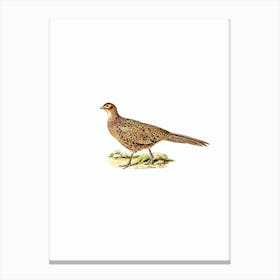 Vintage Common Pheasant Bird Illustration on Pure White Canvas Print