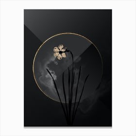 Shadowy Vintage Narcissus Poeticus Botanical in Black and Gold n.0112 Canvas Print