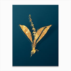 Vintage Peliosanthes Teta Botanical in Gold on Teal Blue n.0278 Canvas Print