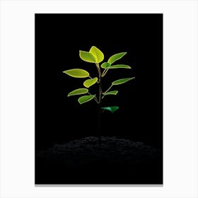 Small Green Plant On Black Background 10 Canvas Print