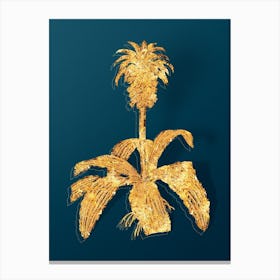 Vintage Eucomis Regia Botanical in Gold on Teal Blue Canvas Print