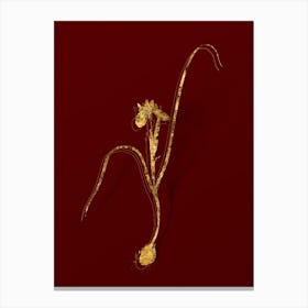 Vintage Barbary Nut Botanical in Gold on Red n.0256 Canvas Print