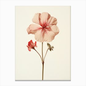 Pressed Flower Botanical Art Geranium 3 Canvas Print