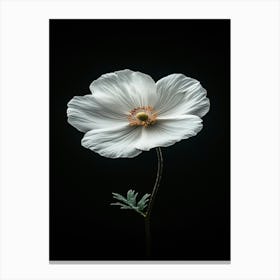 White Poppy 1 Canvas Print