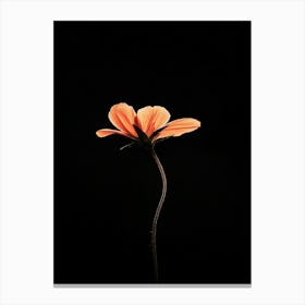 Single Flower On A Black Background 6 Canvas Print