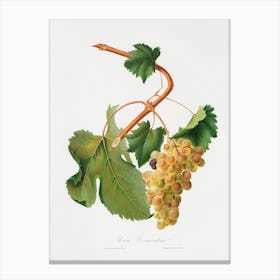 Vermentino Grapes (Vitis Ligustica Feracissima) From Pomona Italiana (1817 1839), Giorgio Gallesio 1 Canvas Print